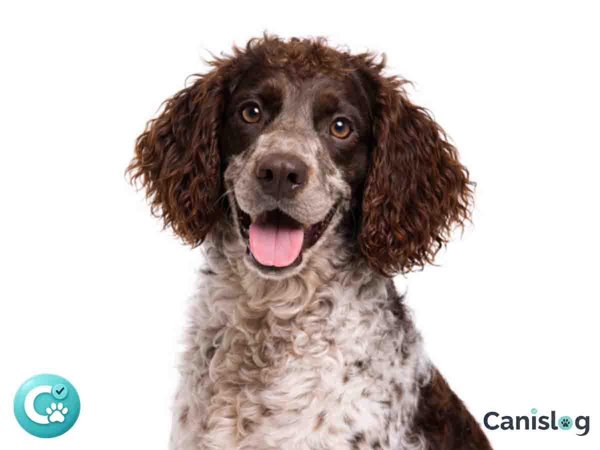 Epagneul Pont-Audemer im Profil