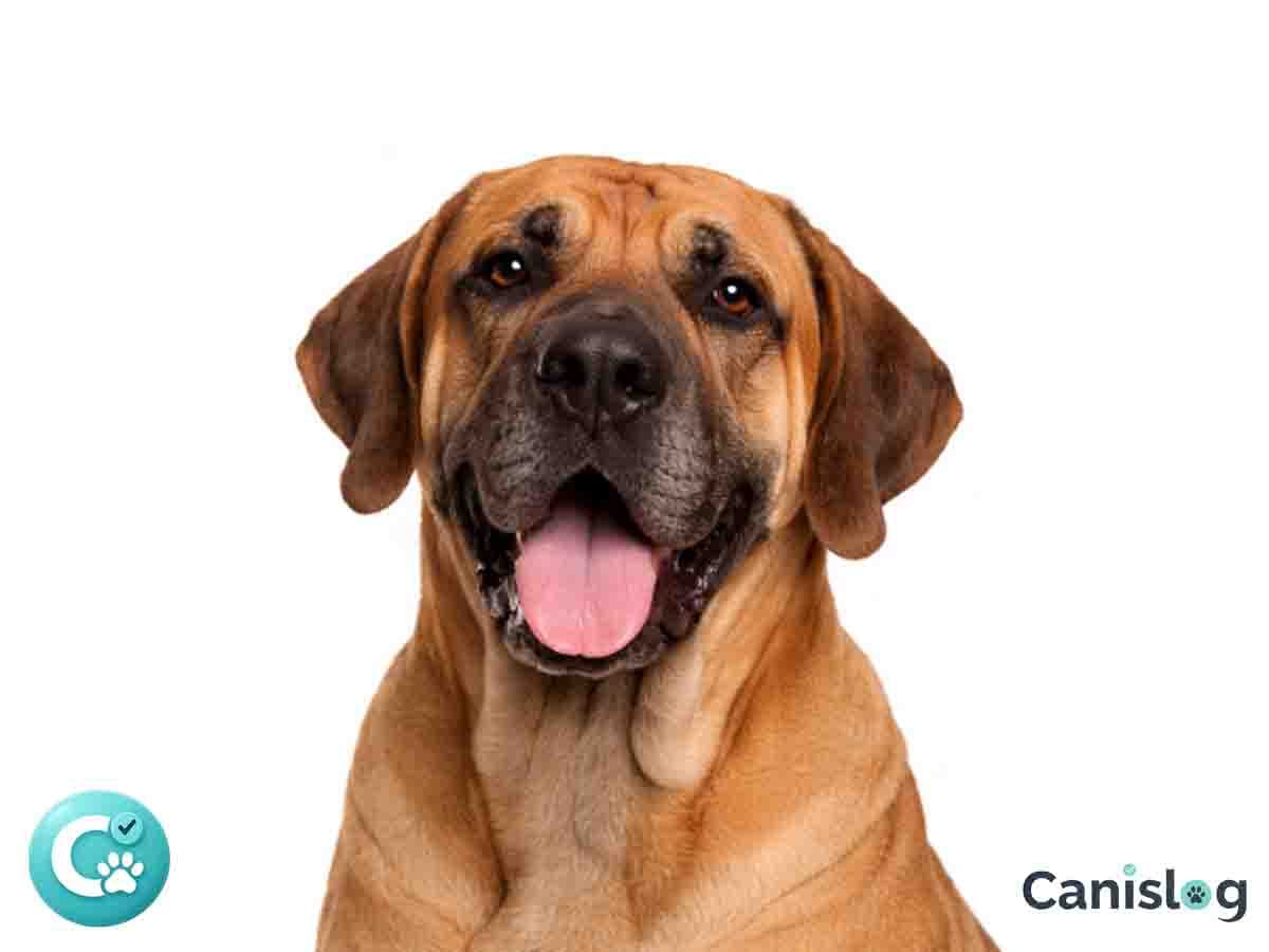 Fila Brasileiro im Profil