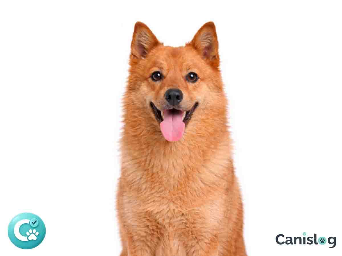 Finnischer Spitz im Profil