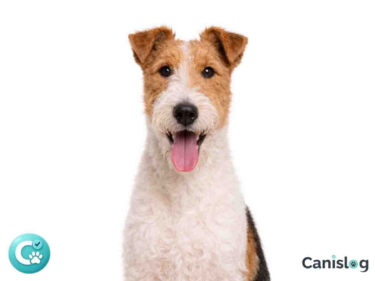 Foxterrier Drahthaar im Profil