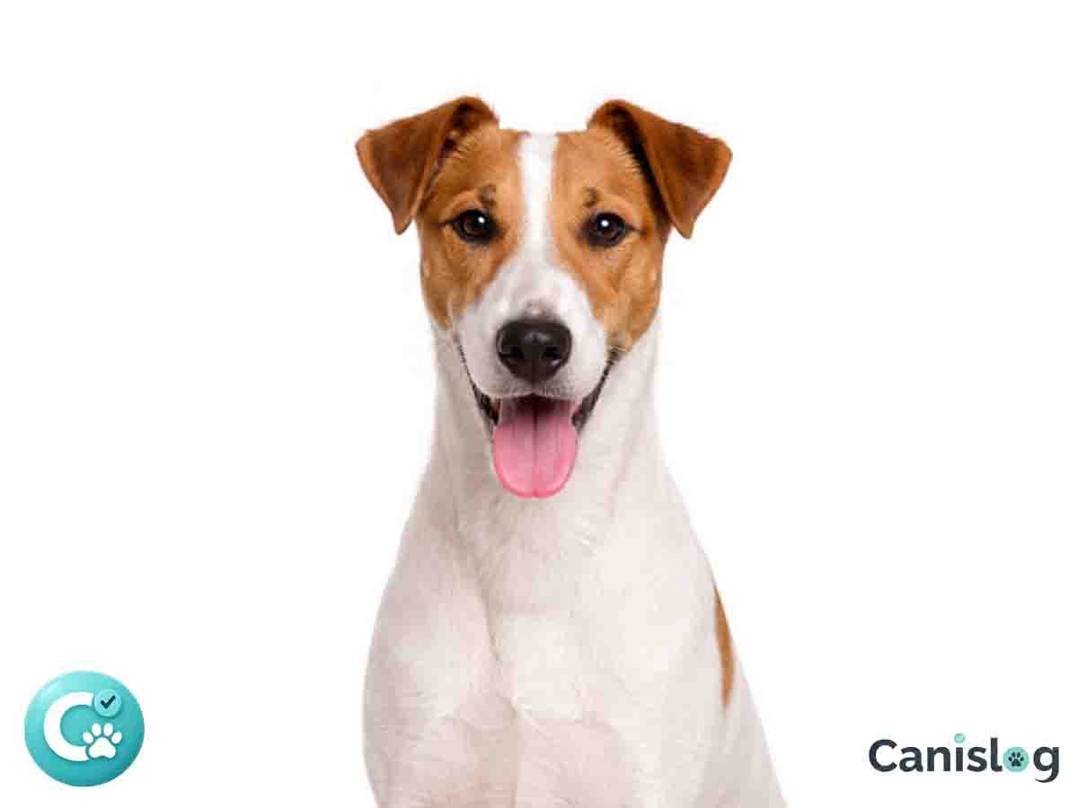 Foxterrier Glatthaar im Profil