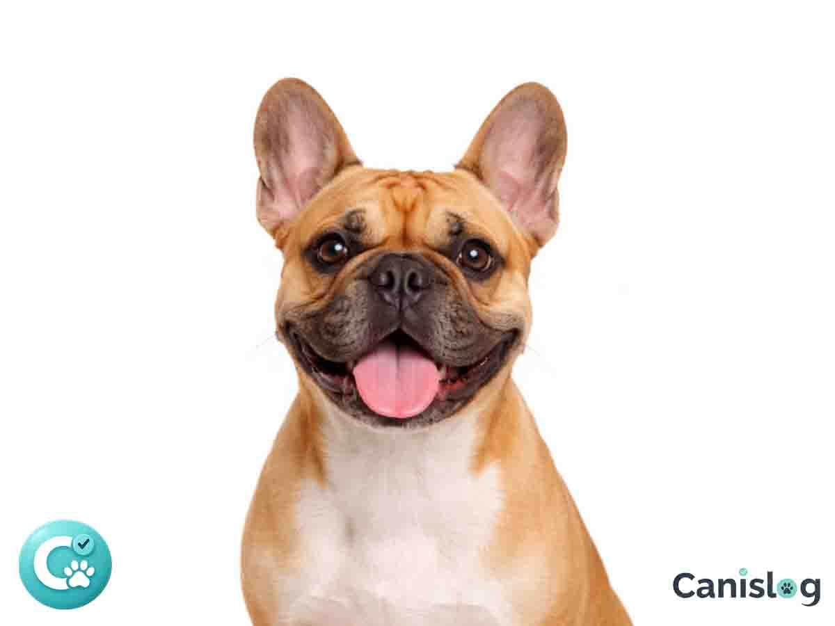 Französische Bulldogge im Profil