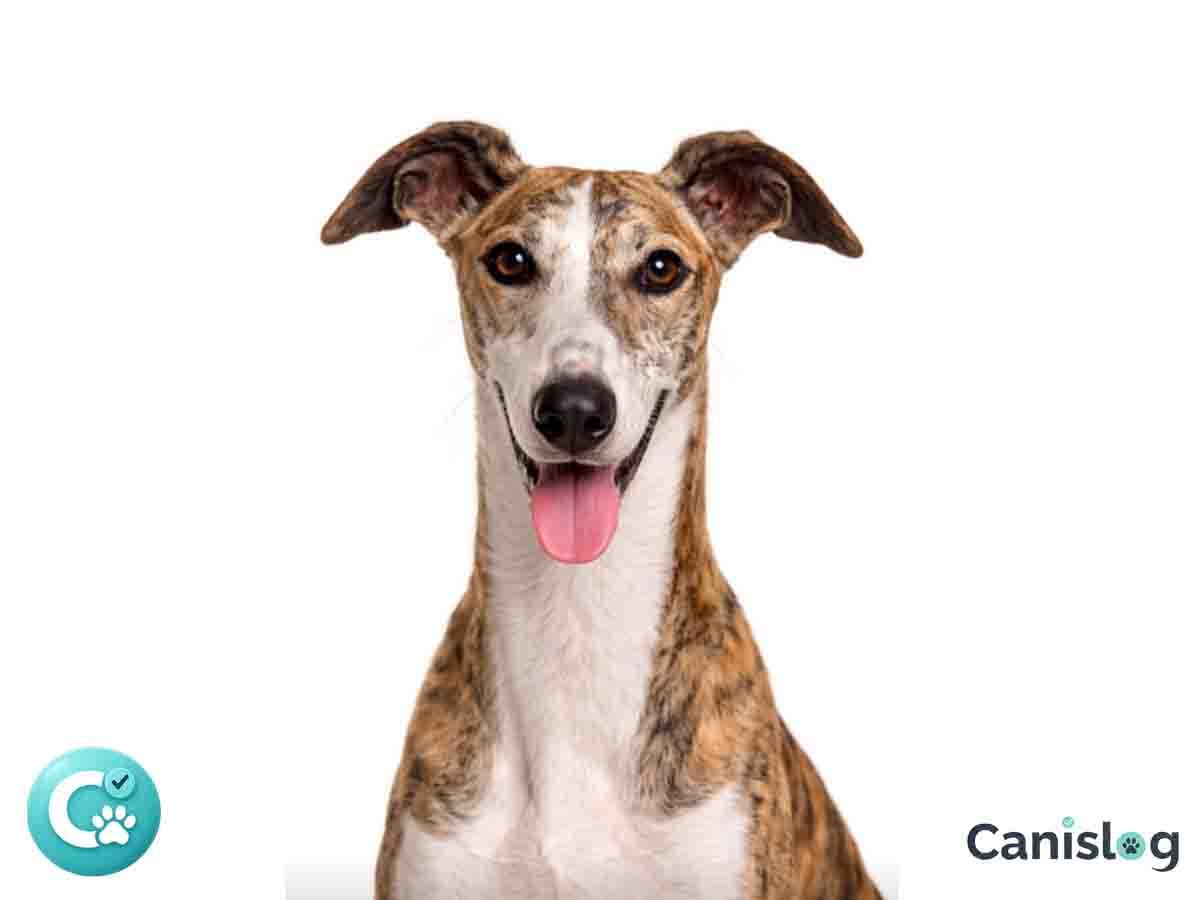 Galgo Español im Profil