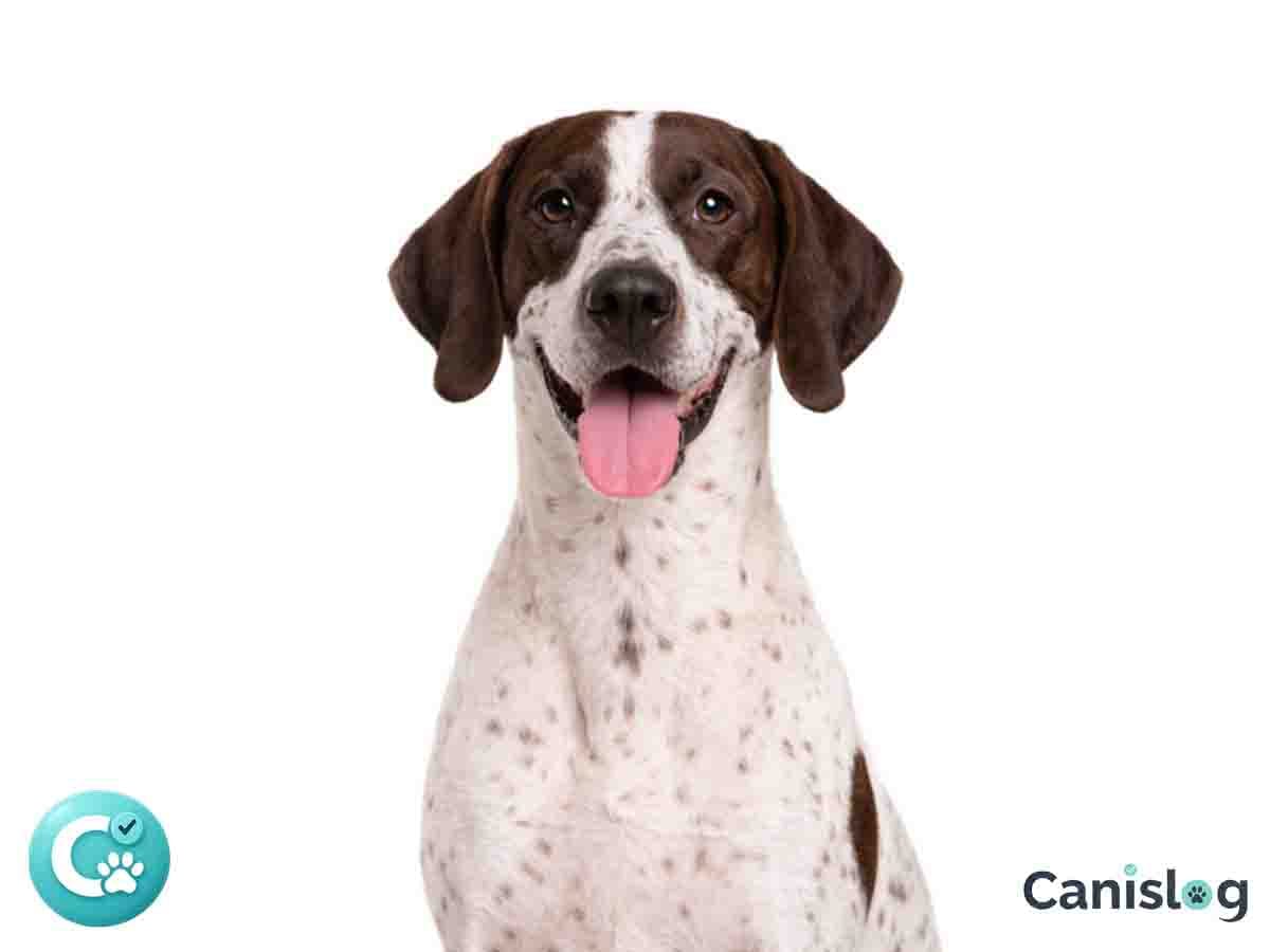 Gammel Dansk Hönsehund im Profil