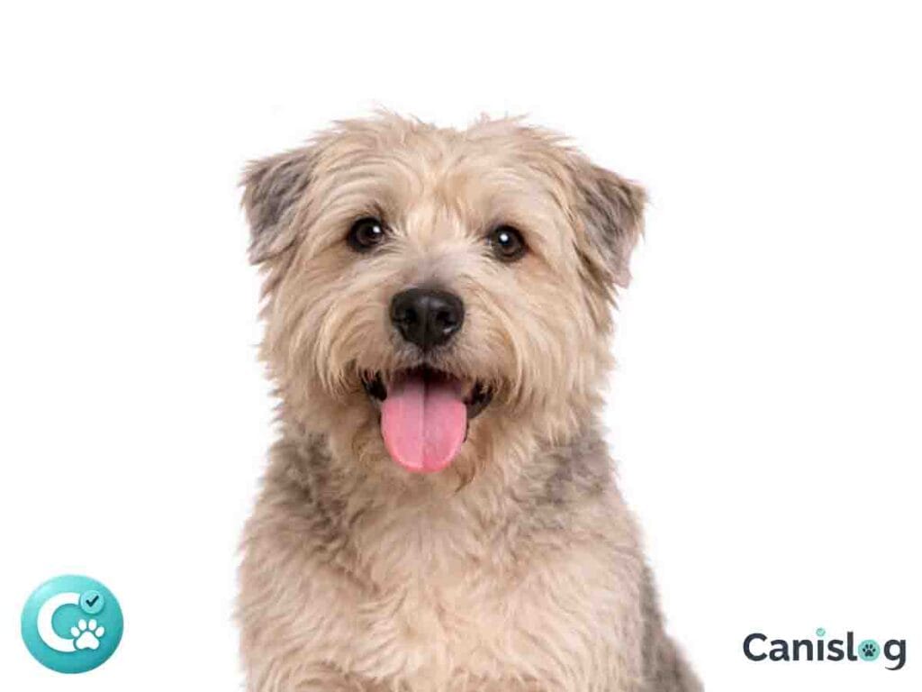 Irish Glen of Imaal Terrier Frontalansicht weißer Hintergrund