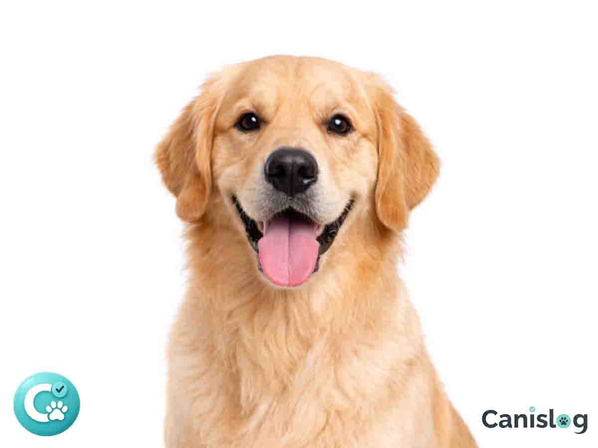 Golden Retriever im Profil