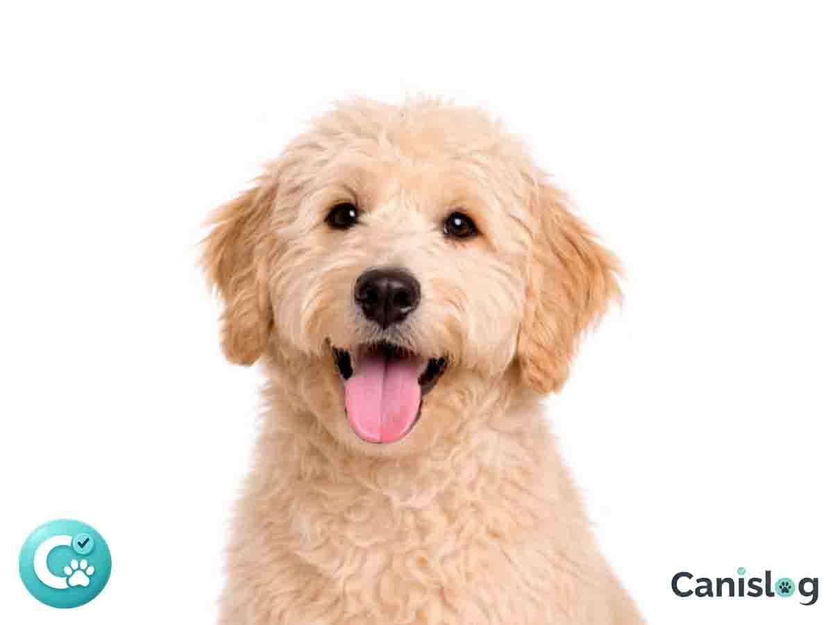 Goldendoodle im Profil