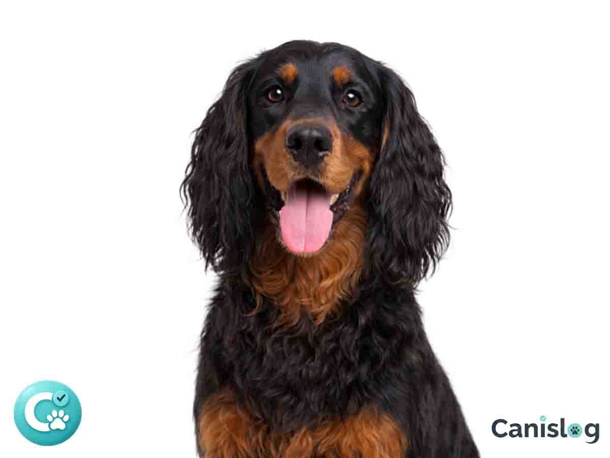 Gordon Setter im Profil