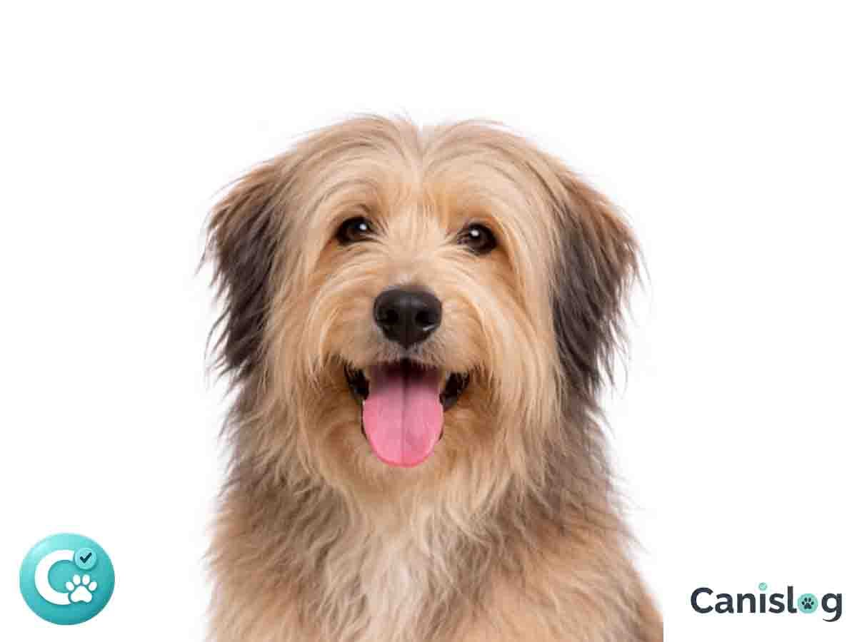 Gos d'Atura Català im Profil