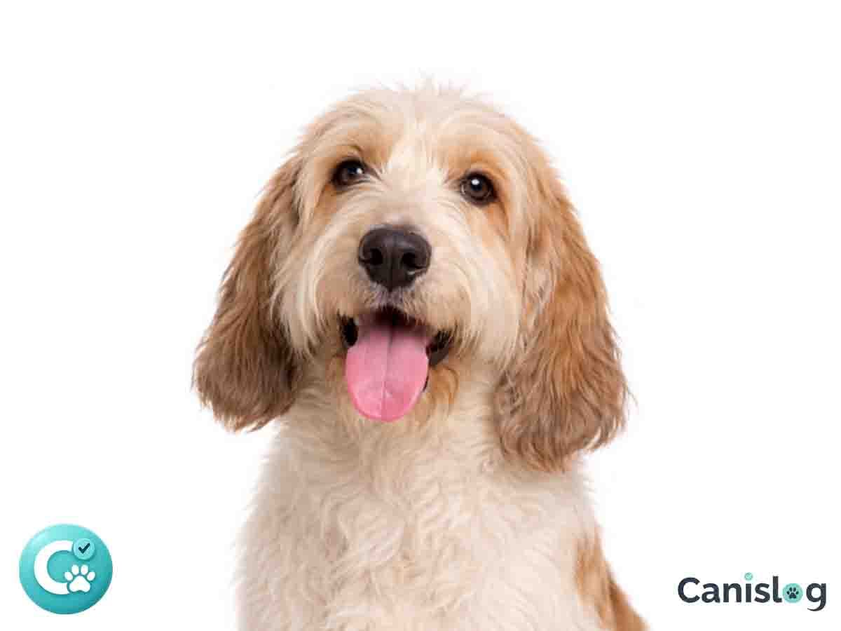 Grand Basset Griffon Vendéen im Profil