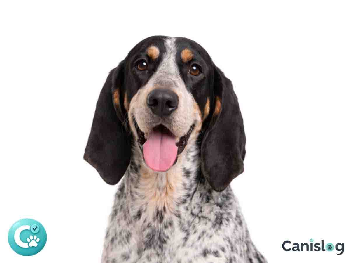 Grand Bleu de Gascogne im Profil