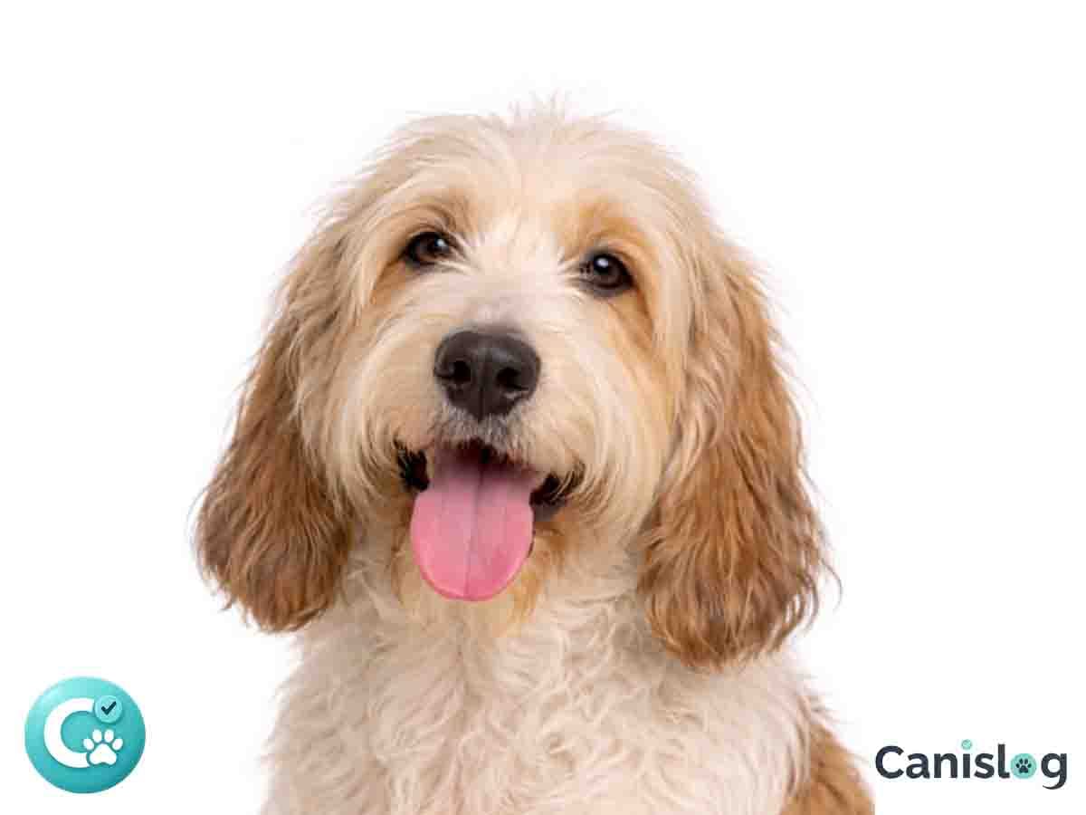 Grand Griffon Vendéen im Profil