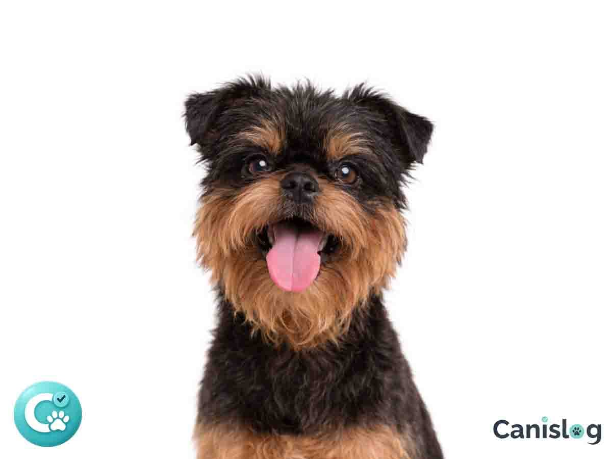 Griffon Belge im Profil