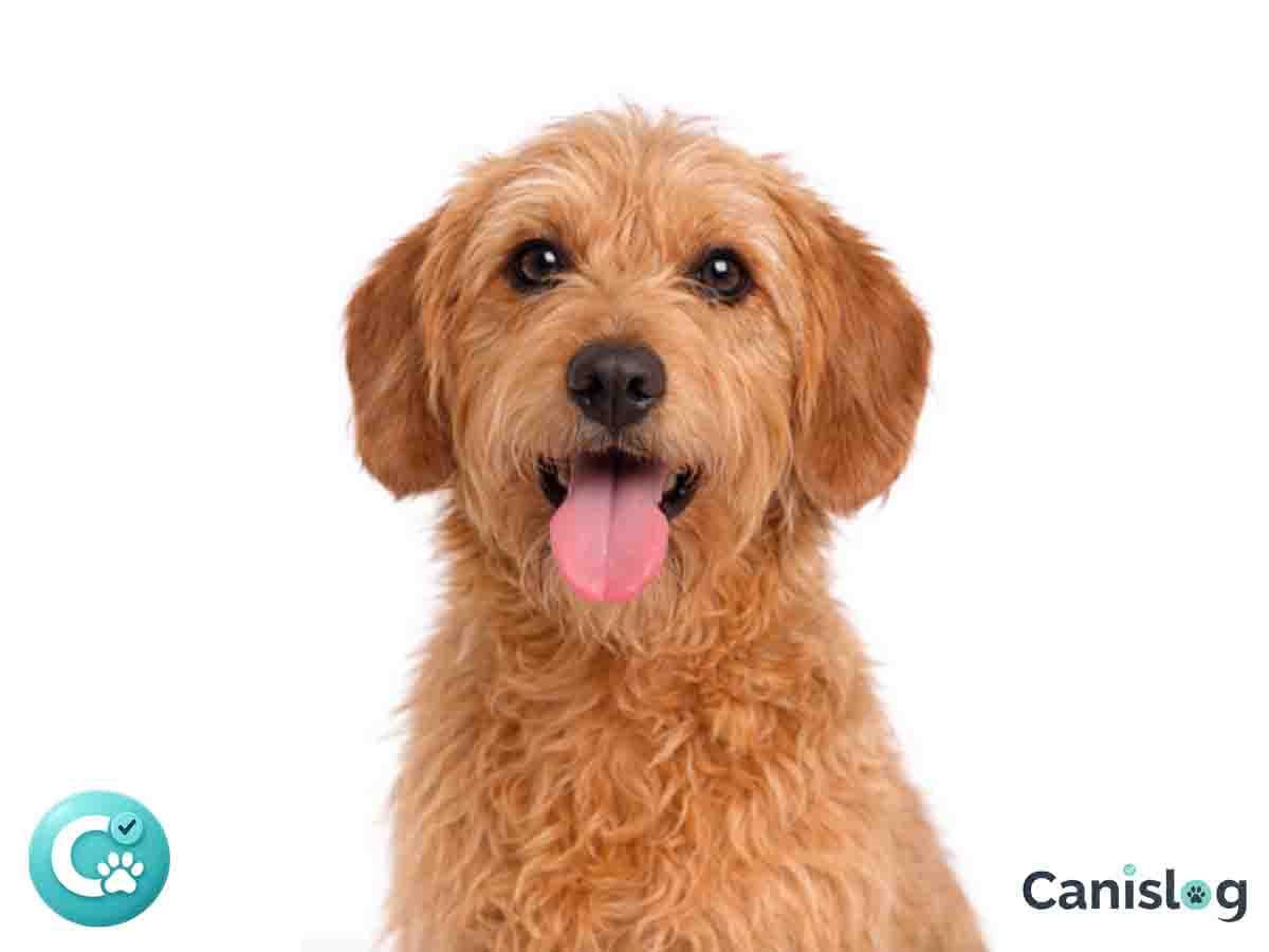 Griffon Fauve de Bretagne im Profil