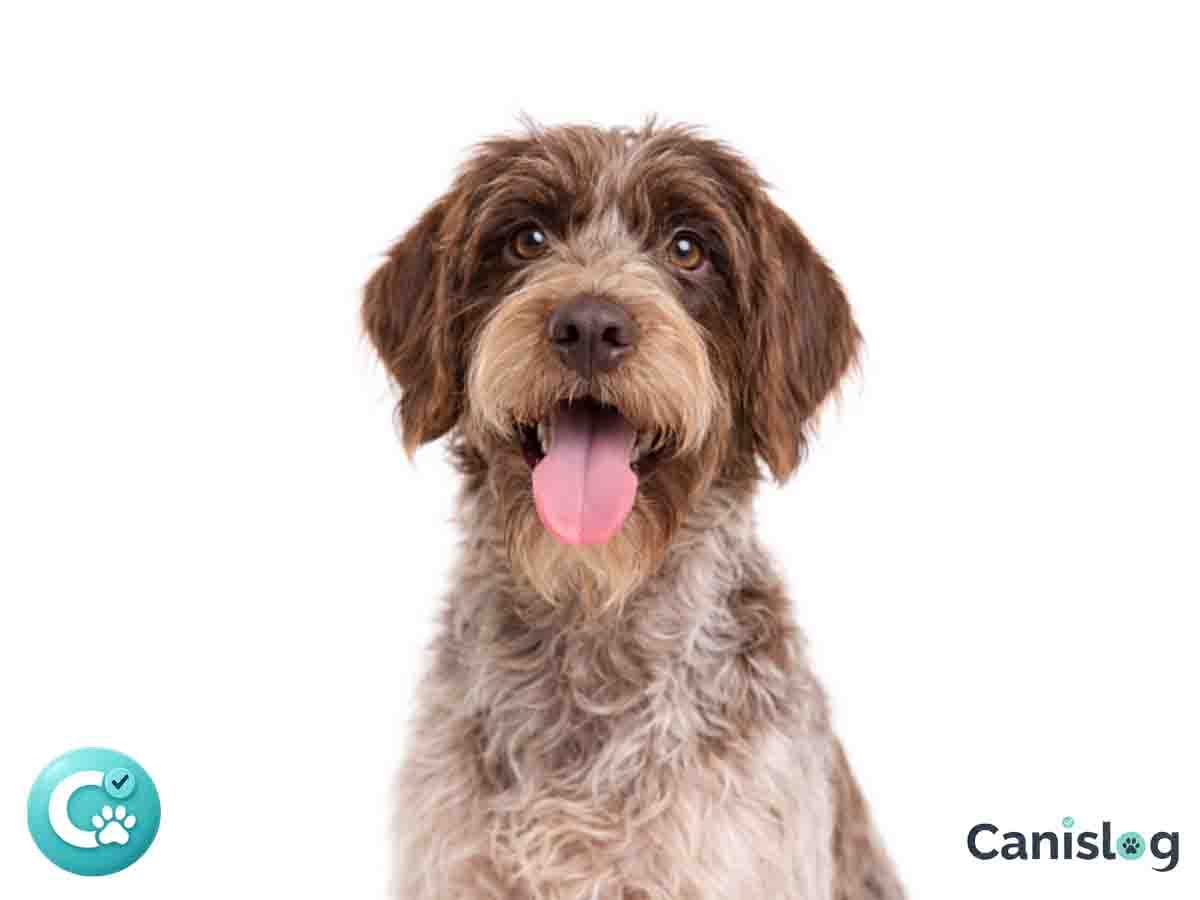 Griffon Korthals im Profil