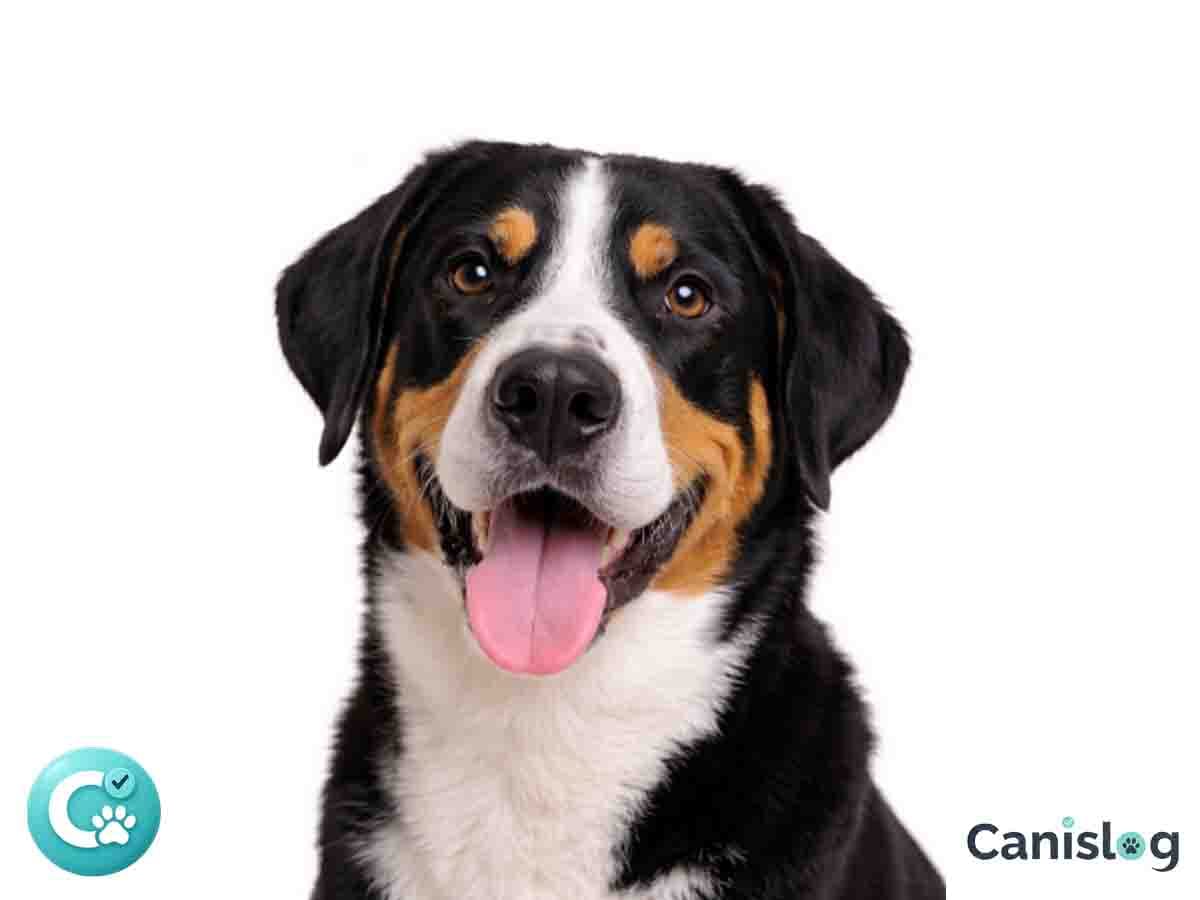 Großer Schweizer Sennenhund im Profil