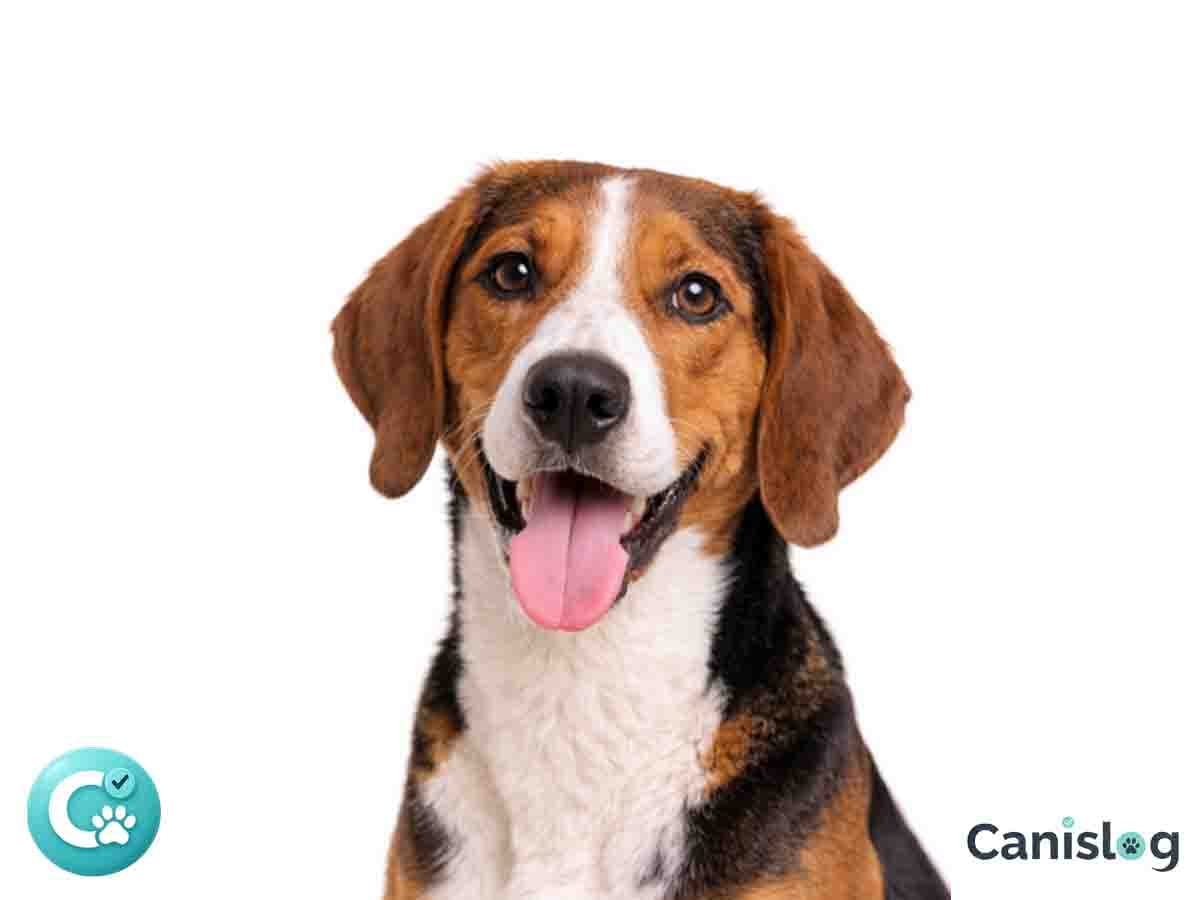 Hamiltonstövare im Profil