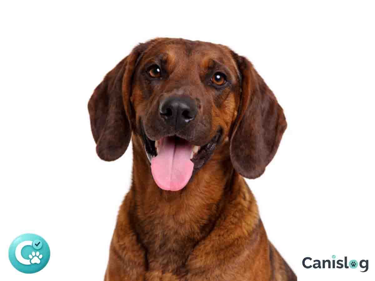 Hannoveraner Schweißhund im Profil