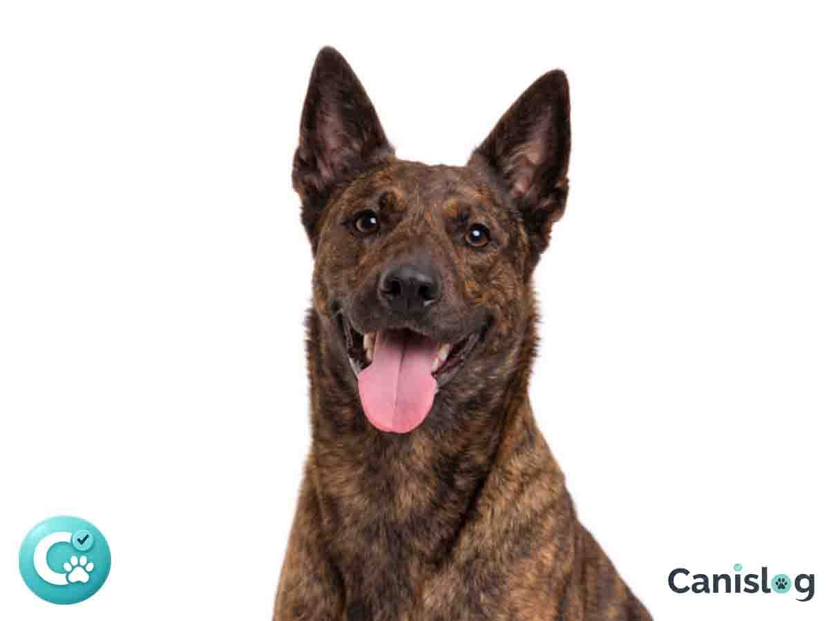 Holländischer Schäferhund Kurzhaar – arbeitsnahe, direkte und fokussierte Varietät