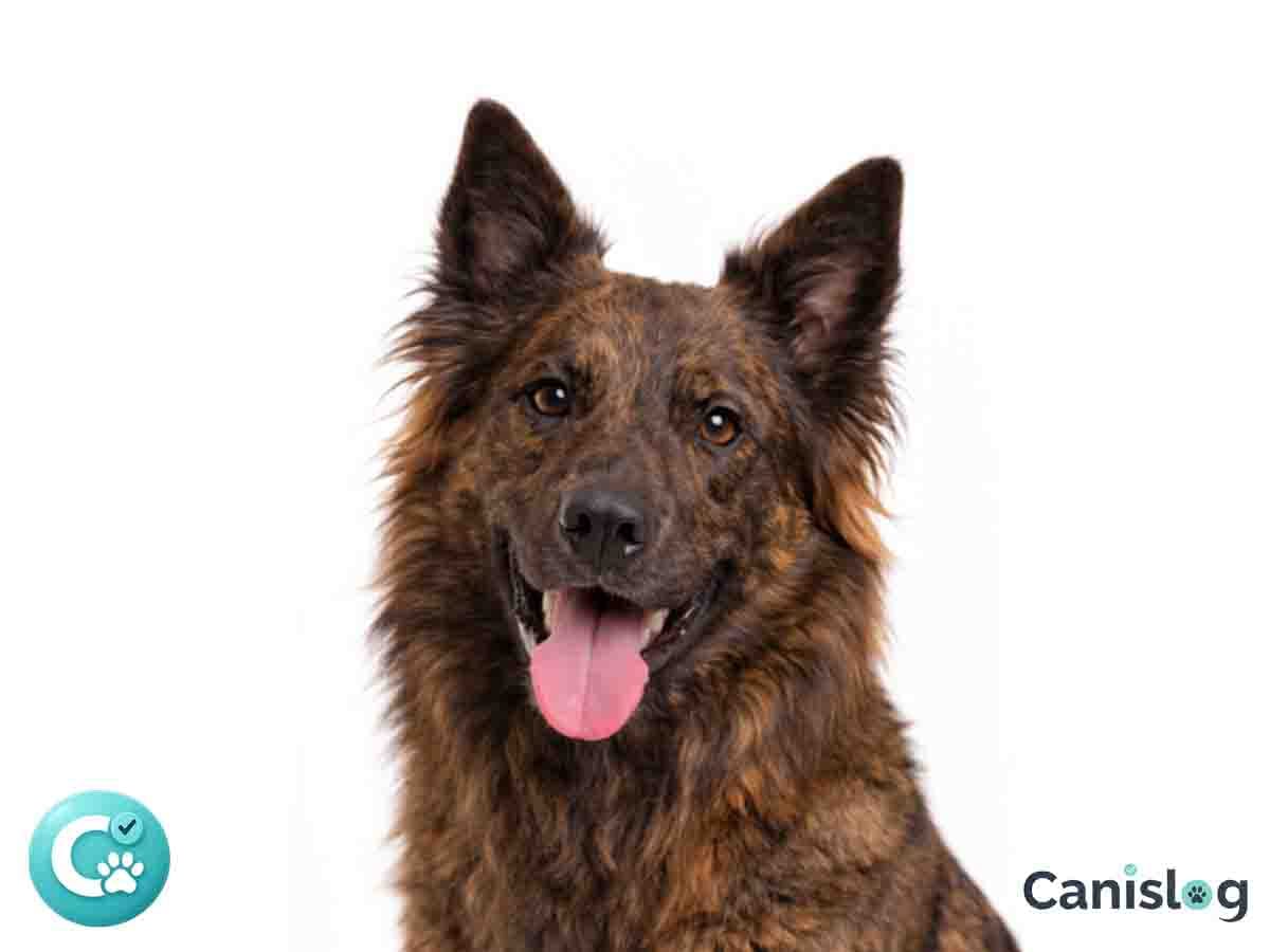 Holländischer Schäferhund Langhaar – ausdrucksstarke, wachsame und kooperative Varietät