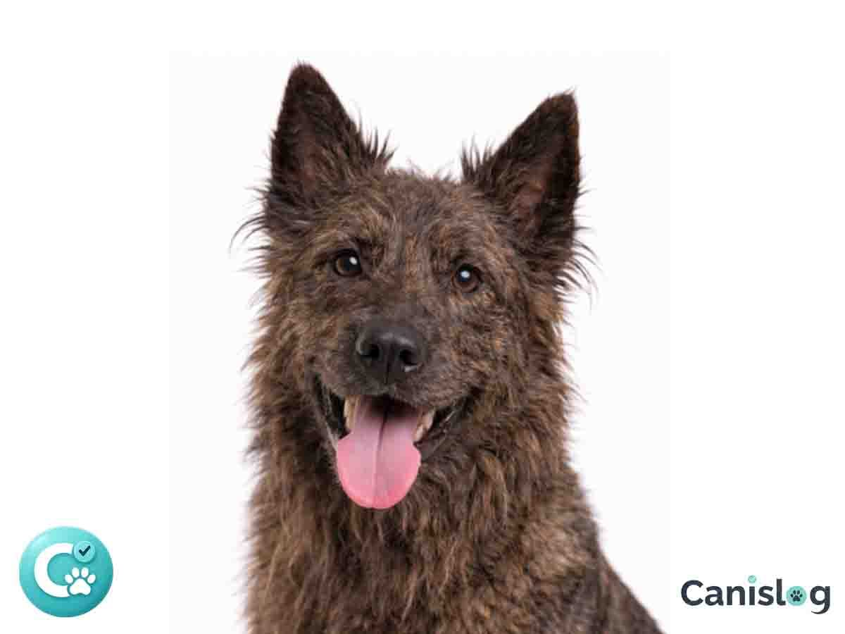 Hollandse Herdershond Rauhaar im Profil