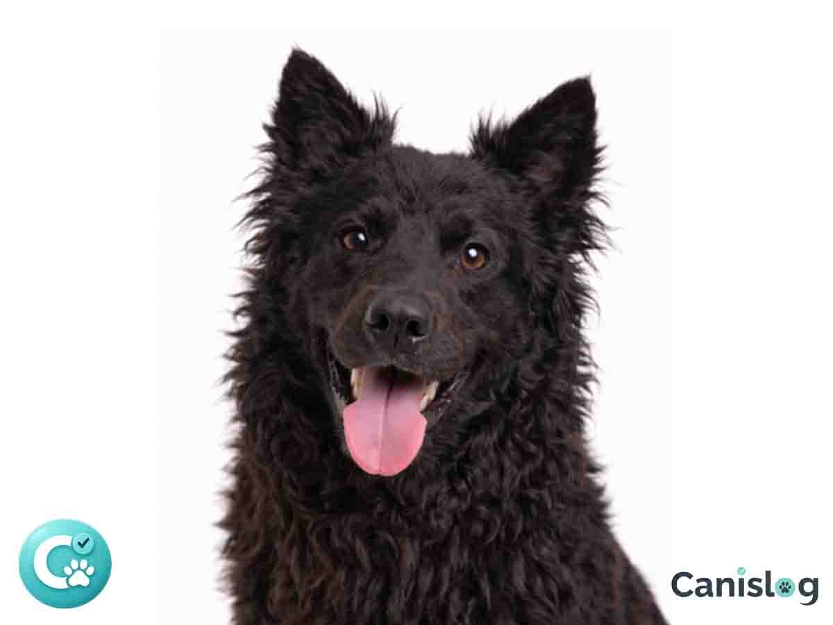 Hrvatski Ovcar im Profil