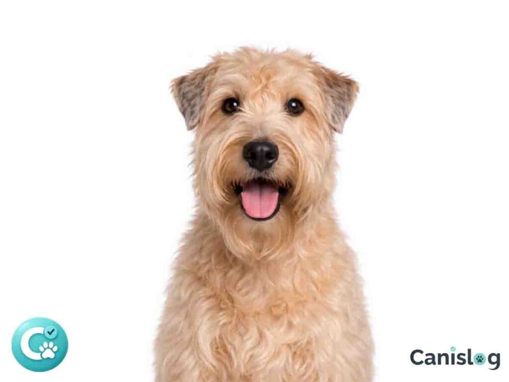 Irish Soft Coated Wheaten Terrier im Profil