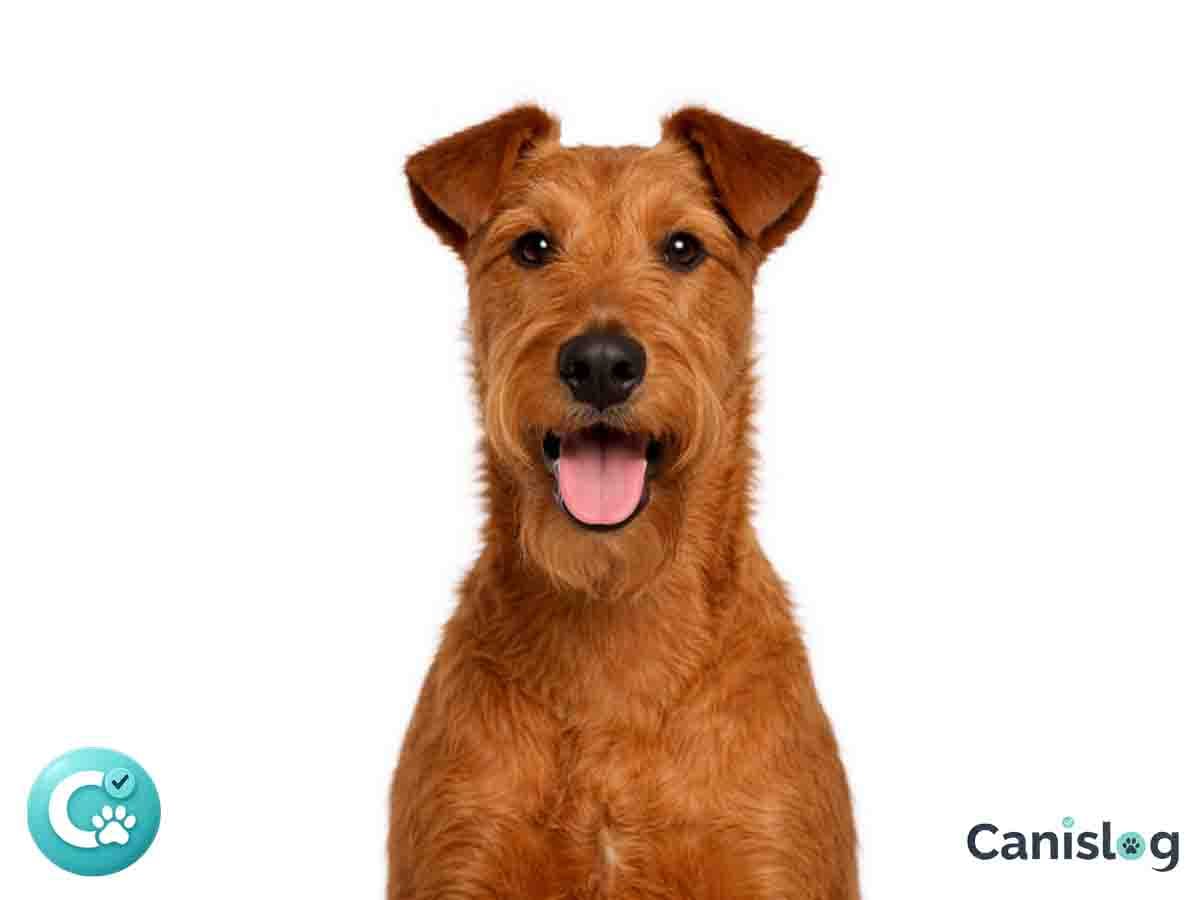 Irish Terrier im Profil