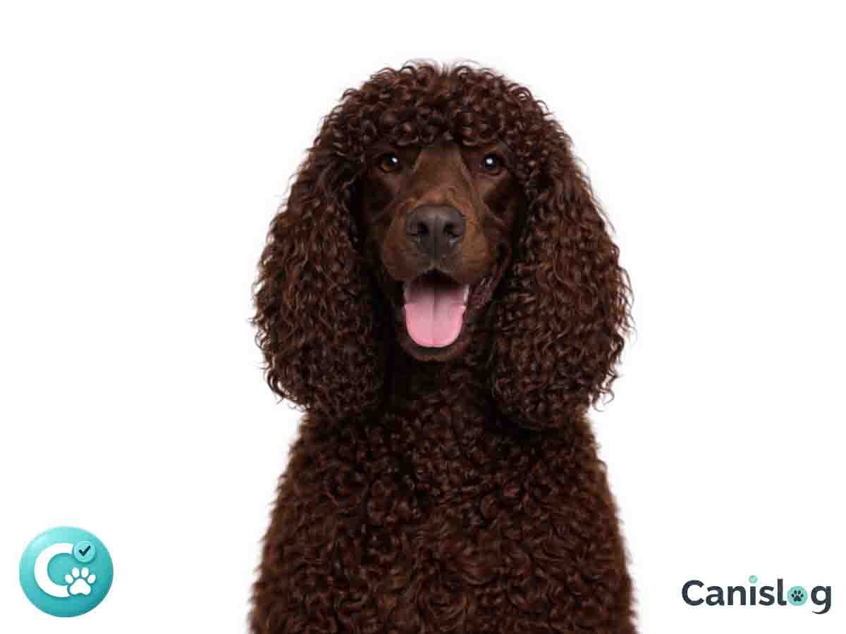 Irish Water Spaniel am Wasser – kräftiger, lockiger Jagdhund mit markanter Silhouette und hoher Wasserpassion