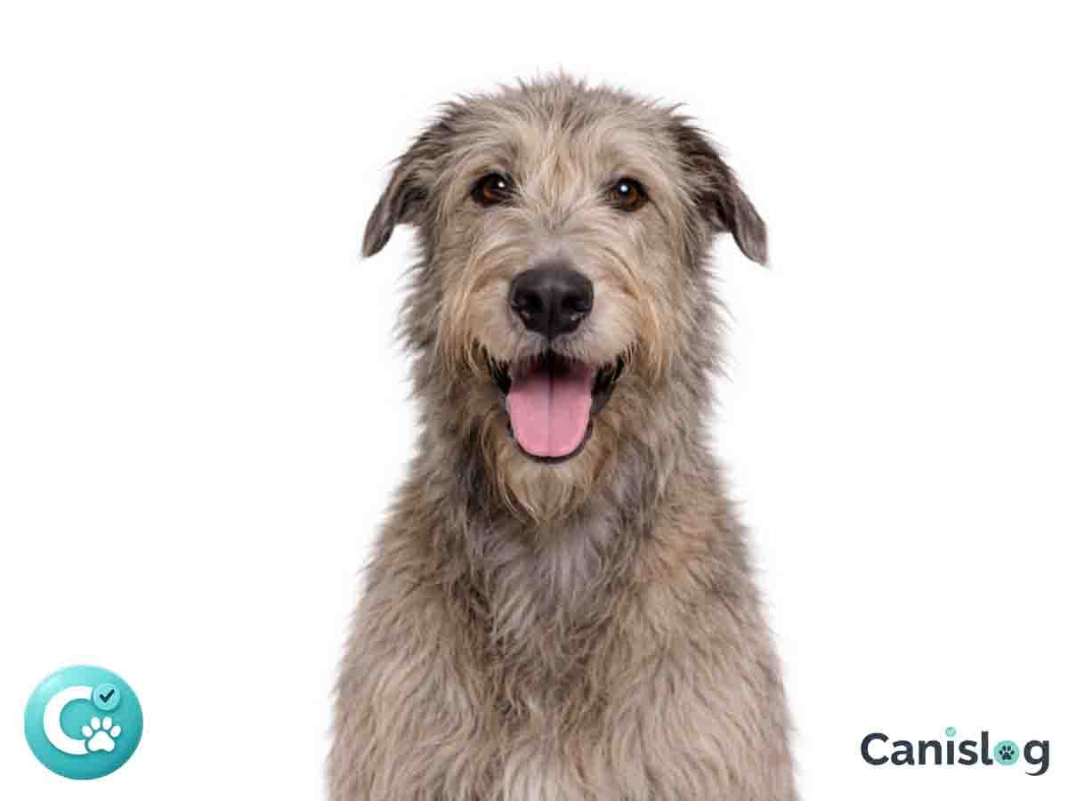 Irish Wolfhound im Profil