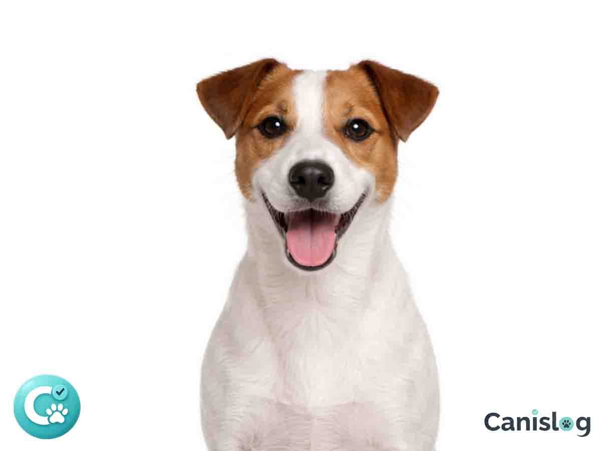 Jack Russell Terrier im Profil