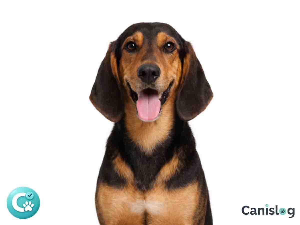 Jura Laufhund im Profil