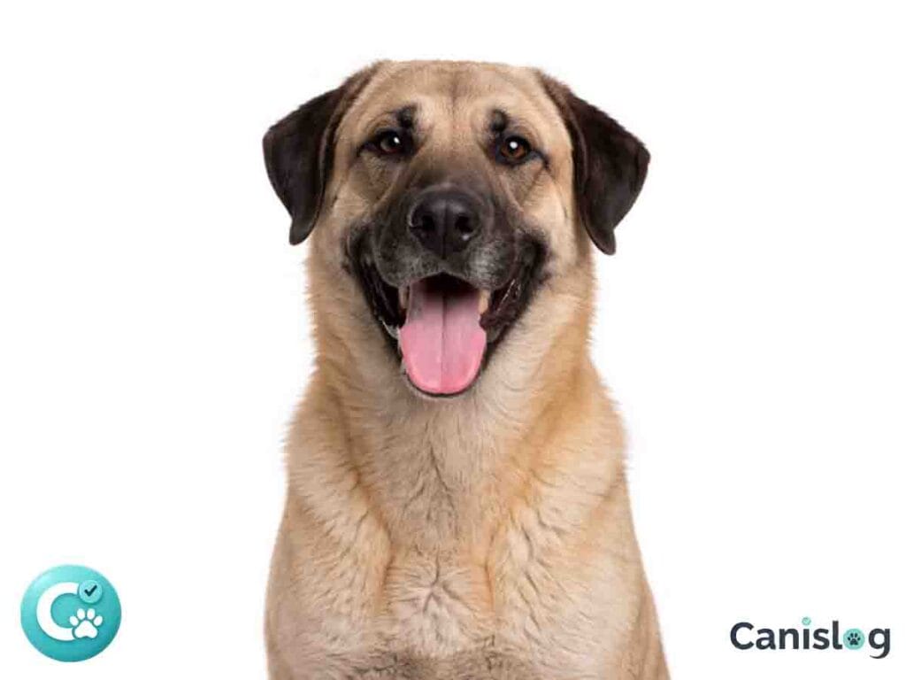 Kangal-Hirtenhund im Profil
