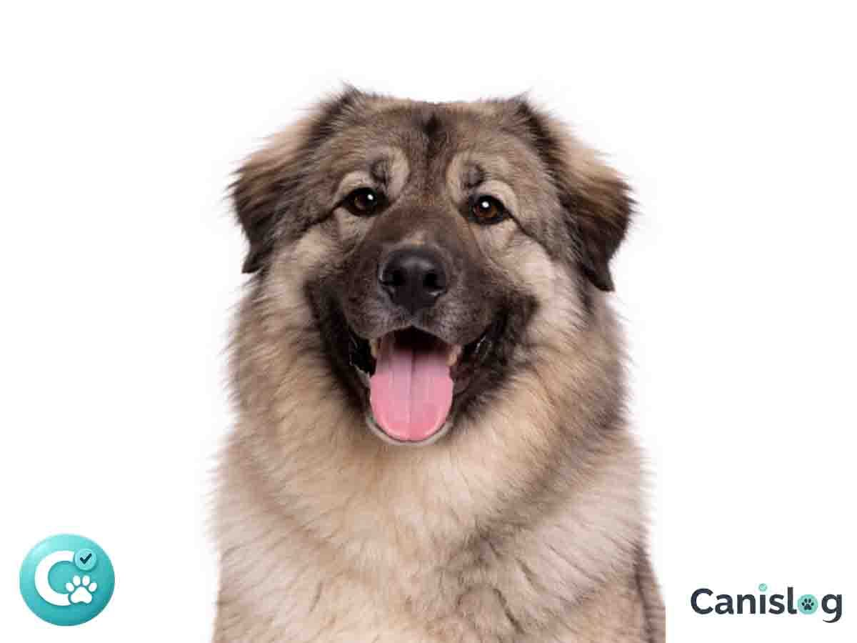 Kaukasischer Owtscharka im Profil