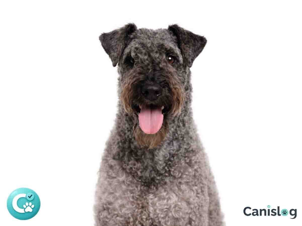 Kerry Blue Terrier im Profil