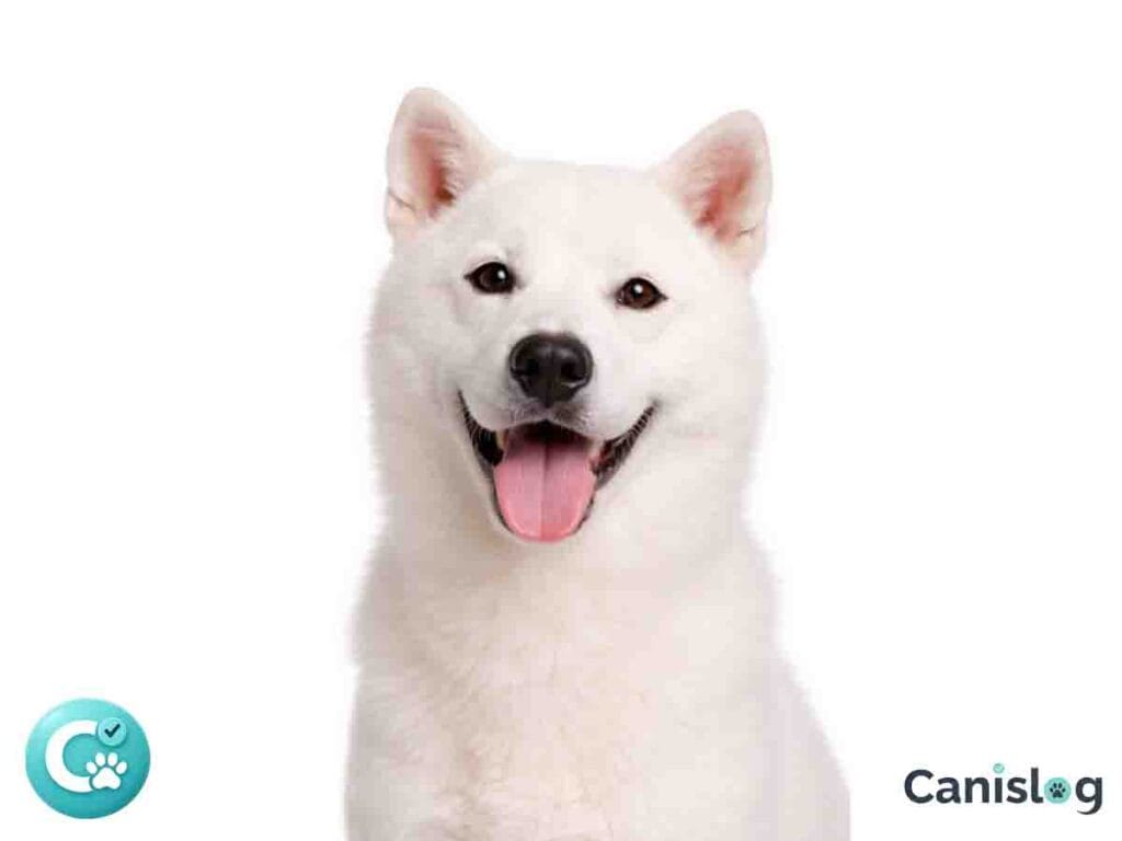 Kishu Hund im Profil