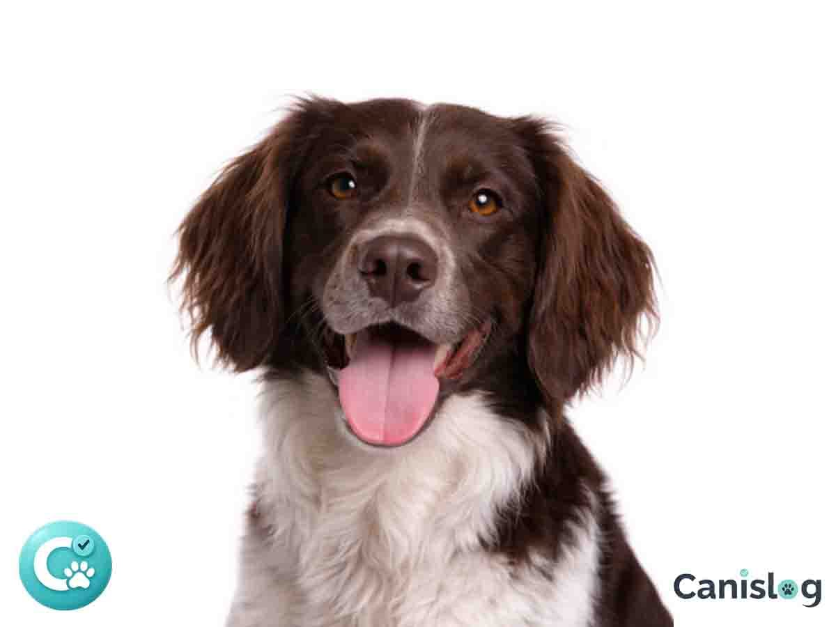 Kleiner Münsterländer im Profil