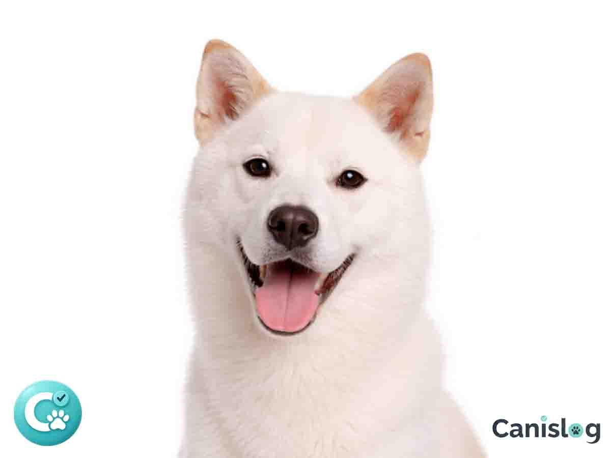 Korea Jindo Dog im Profil