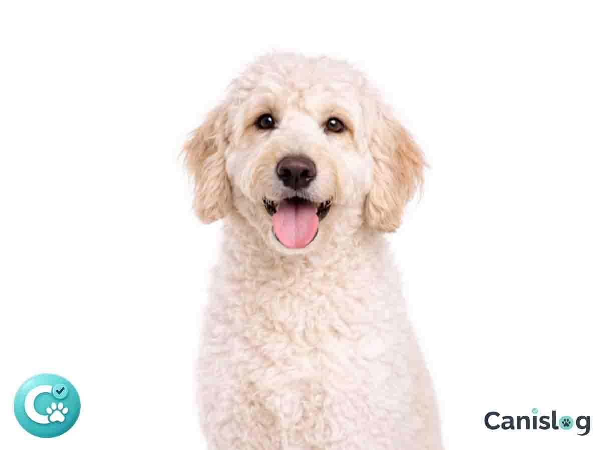 Labradoodle im Profil