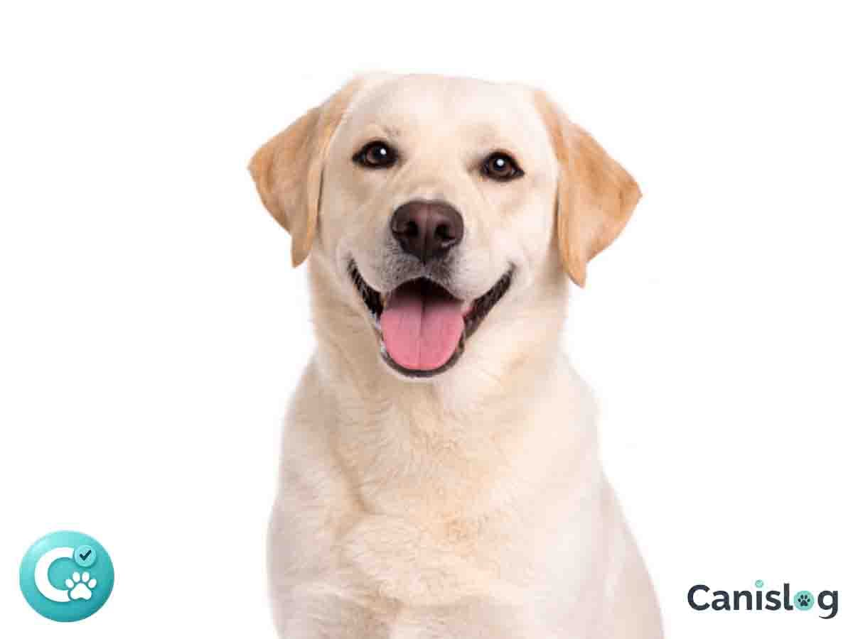 Labrador Retriever im Profil