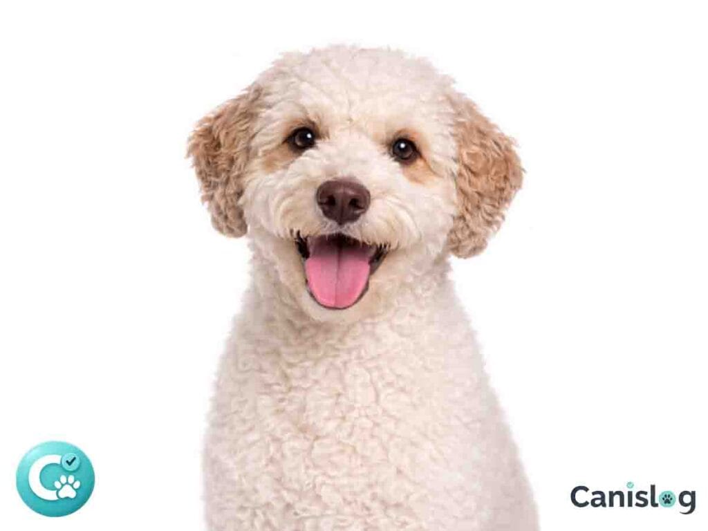 Lagotto Romagnolo im Profil