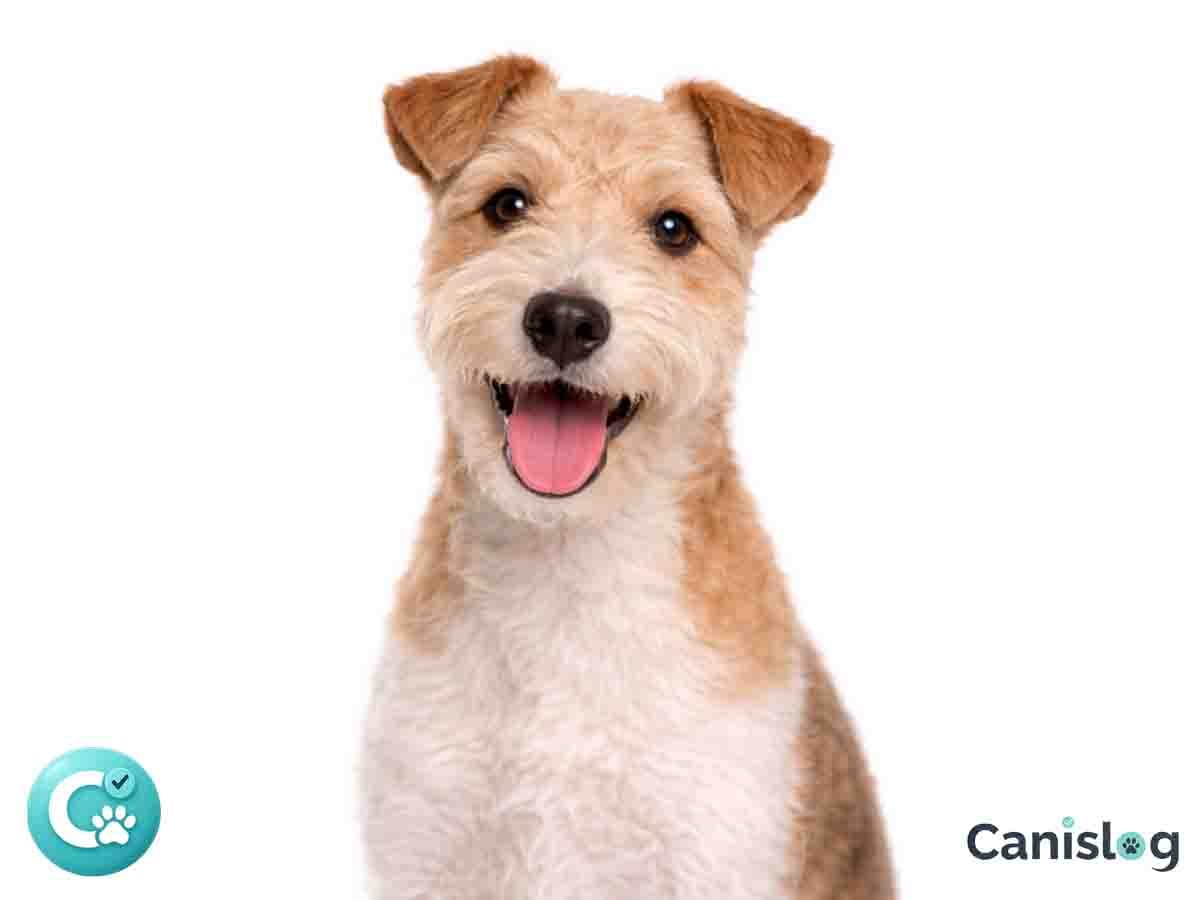 Lakeland Terrier im Profil