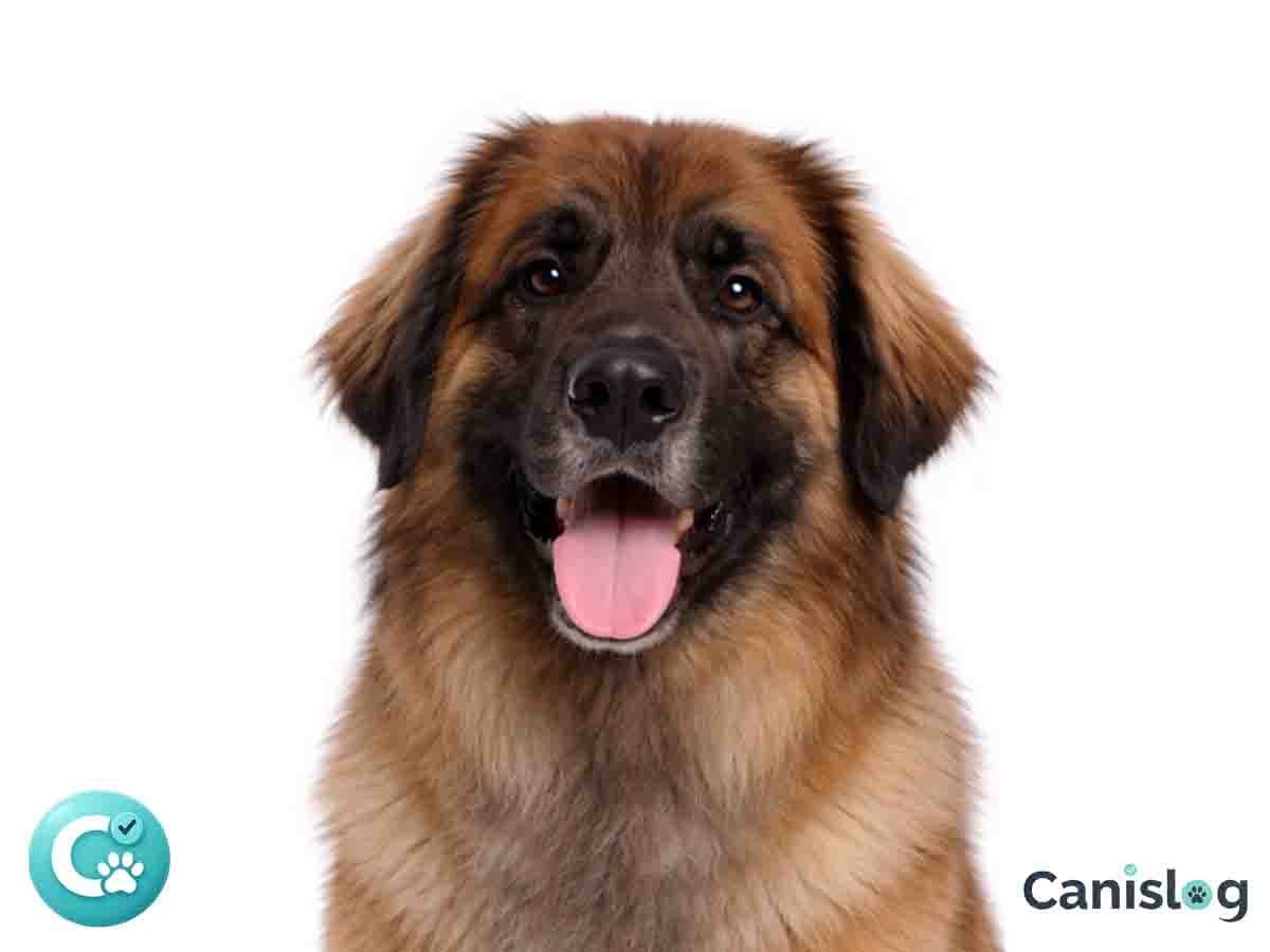 Leonberger im Profil