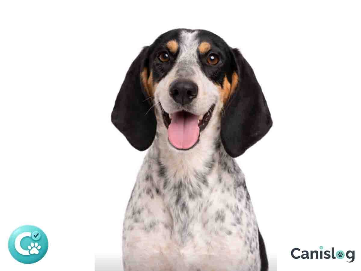 Luzerner Laufhund im Profil