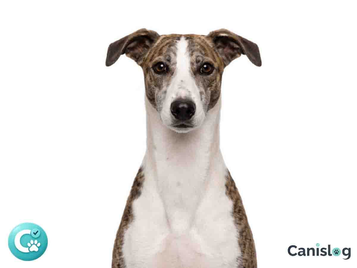 Magyar Agar im Profil