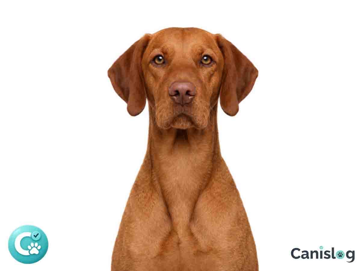 Magyar Vizsla Kurzhaar im Profil