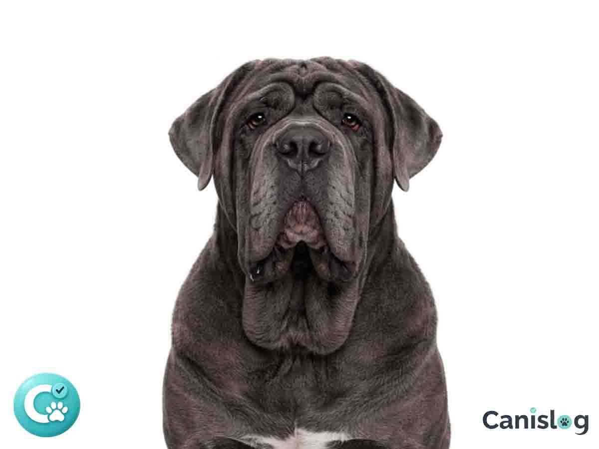 Mastino Napoletano im Stand – Alltag, Haltung und Wesen