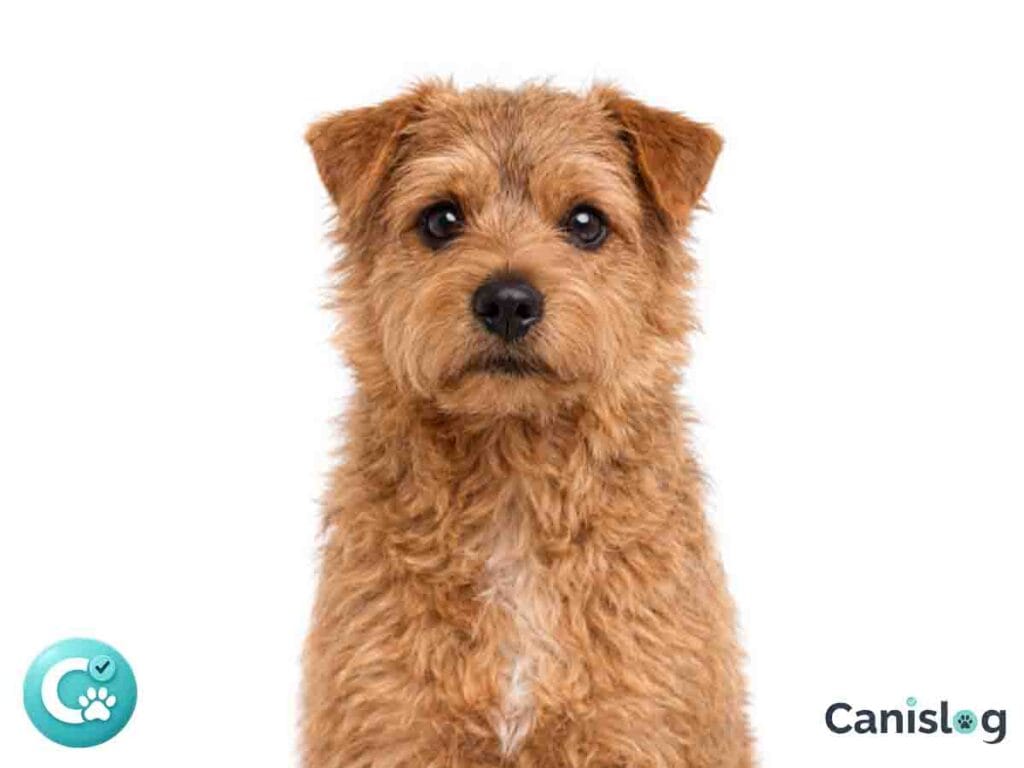 Norfolk Terrier im profil