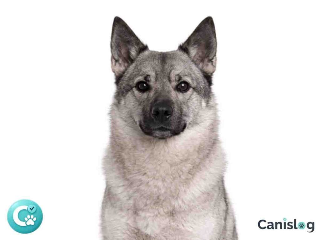 Norwegischer Elchhund Grau im profil