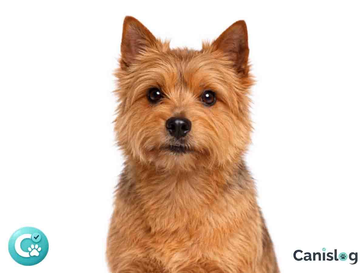 Norwich Terrier im Profil